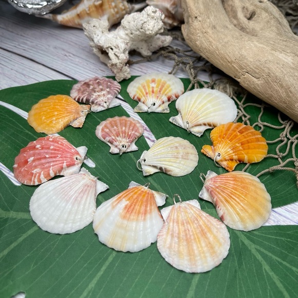 REAL Seashells Scallop Shells Pendants /Charms Lot with silver tone jump rings - Picture 4 of 16